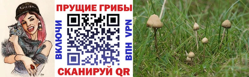 Галлюциногенные грибы Psilocybe где купить Горняк